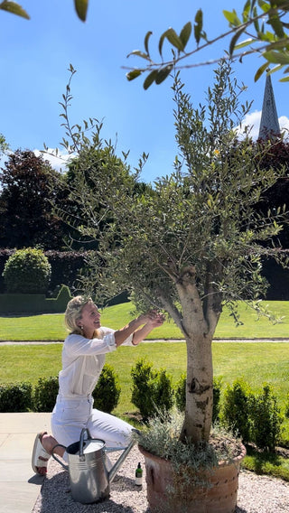 How to care for your Olive Trees in the Summer